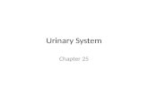 Urinary System Chapter 25. Urinary System Organs  blood-in-the-urine/ 2 Kidneys forms urine 2 Ureters transport.