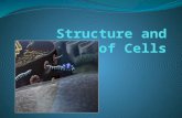 Cell Membrane Outer Shell of the Cell Separates the cell from the external environment Regulates what comes into and out of the cell Security system of.