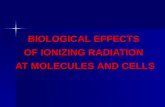 BIOLOGICAL EFFECTS OF IONIZING RADIATION AT MOLECULES AND CELLS.