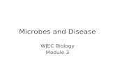 Microbes and Disease WJEC Biology Module 3. Microbes and Disease How does the body defend itself against infectious disease? How does immunisation work?
