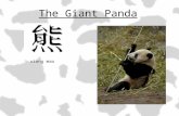 The Giant Panda xiong mao. Meet the Giant Panda What do Giant Panda look like? It has black fur on ears, eye patches, muzzle, legs, and shoulders. The.