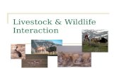 Livestock & Wildlife Interaction. Interactions NegativePositive It Depends on….?