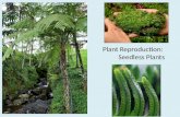 Plant Reproduction: Seedless Plants. Review: What are the different types of plant reproduction? Sexual reproduction – Are these cells haploid or diploid?