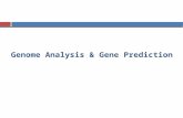 Genome Analysis & Gene Prediction. Overview about Genes Gene : whole nucleic acid sequence necessary for the synthesis of a functional protein (or functional.