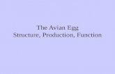 The Avian Egg Structure, Production, Function. Topics Anatomy of the Egg Anatomy of Avian Female Reproductive Tract Process of Egg Formation Aspects of.