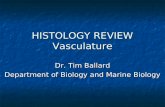 HISTOLOGY REVIEW Vasculature Dr. Tim Ballard Department of Biology and Marine Biology.