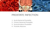 PROSTATE INFECTION 1.Acute Bacterial Prostatitis 2.Chronic Bacterial Prostatitis 3.Granulomatous Prostatitis 4.Prostate Abscesss.