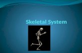 Skeleton System The skeletal system is broken into 2 categories Axial Skull Ribs Sternum Vertebral column Appendicular Upper extremity Lower extremity.