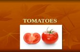 TOMATOES tomatoes. Tomatoes herbaceous perennials herbaceous perennials Lycopersicon esculentum or Solanum lycopersicum Lycopersicon esculentum or Solanum.