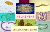 HELMINTHS Doç.Dr.Hrisi BAHAR. HELMINTHS ● The helminths are worm-like parasites. ● Helminths are separated according to their general external shape and.