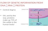 FLOW OF GENETIC INFORMATION FROM DNA  RNA  PROTEIN Central dogma OH, and by the way, proteins make up 75% of the solids in the human body! GENOTYPE PHENOTYPE.