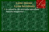 Lyme disease Lyme borreliosis is caused by the tick-borne spirochete Borrelia burgdorferi.