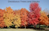 Deciduous Trees and Shrubs. Large trees Maples( Acer) Sugar Maple Silver Maple Red Maple.