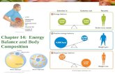 © 2010 Pearson Education, Inc. Chapter 14: Energy Balance and Body Composition.