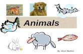 Animals By Jihan Medhat What is an animal? Bird Are animals with feathers, wings and two legs. Insect: animals that have six legs and three body sections.