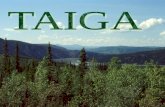 Where is the Taiga Located? Taiga Biome  The Taiga biome stretches across a large portion of Canada, Europe and Asia. It is the largest biome in the.