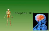 Chapter One. Table of Contents Section 1 Body Organization Section 2 The Skeletal System Section 3 The Muscular System Section 4 The Integumentary System.