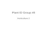 Plant ID Group #8 Horticulture 2. Maranta leuconeura Prayer Plant –Foliage: simple, oval shape with entire margins; variegated with blotches of black,