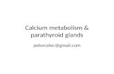 Calcium metabolism & parathyroid glands petercelec@gmail.com.
