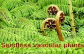 Seedless vascular plants Lecturer: Asst. Prof. Dr. İsmail EKER.
