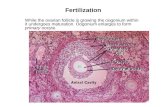 Fertilization While the ovarian follicle is growing the oogonium within it undergoes maturation. Oogonium enlarges to form primary oocyte.