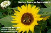 Native Bees in Agriculture Annette M. Meredith University of Maryland meredith@mdsg.umd.edu.