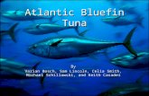 Atlantic Bluefin Tuna By Varian Bosch, Sam Lincoln, Celia Smith, Michael Schillawski, and Keith Casadei.