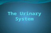 Urinary or Excretory System Functions: Removes certain wastes and excess water from the body Maintains the acid-base balance of the body.