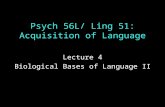 Psych 56L/ Ling 51: Acquisition of Language Lecture 4 Biological Bases of Language II.