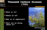 Minnesota First Detectors Thousand Cankers Disease (TCD) What is it? Where is it? Why is it important? What are we doing about it? Declining black walnut.