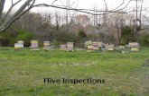 Hive Inspections. Beekeeping Management of of honey bees Honey bees lived just fine until man came along and began to capture them. This is called keeping.