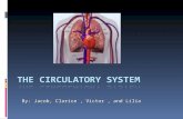 By: Jacob, Clarice, Victor, and Lilia. The Circulatory System’s Job The Circulatory System job is transporting nutrients, water and oxygen throughout.