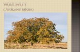 The common walnut (Juglans regia ) belongs to the family (Juglandaceae) genus (Juglans).  It is middle sized or tall.