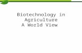 Biotechnology in Agriculture A World View. Global Food Cost Food for thought – The average American spent $120 on Valentine's Day!