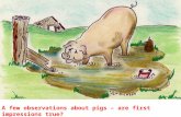 A few observations about pigs – are first impressions true?