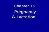 Chapter 15 Pregnancy & Lactation Prior To Pregnancy Goals-essential to conception & healthy infant development –Achieve and maintain a healthy body weight.