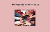 Polygenic Inheritance. Assessment Statements (objectives) 10.3.1 Define polygenic inheritance. 10.3.2 Explain that polygenic inheritance can contribute.