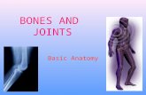 BONES AND JOINTS Basic Anatomy. The Skeleton The average human adult skeleton has 206 bones joined to ligaments and tendons Forms a protective and supportive.