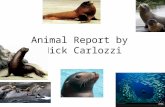 Animal Report by Nick Carlozzi. Introduction Did you know sea loins don’t need to drink water-they get all the water they need from the food they eat.