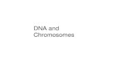 DNA and Chromosomes. Chromosome in Cells DNA (deoxyribonucleic acid) AGTC Human 46 chromosomes 22 homologs, x, or x/y Genes are carried by Chromosomes.
