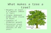 What makes a tree a tree? Heights at least 4.5 meters (about 15 feet) Single dominant woody stem (trunk or bole) Capable of diameter growth Perennial plant.