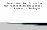 Superinfection Exclusion Proteins in Mycobacteriophages Keith Herbert.