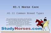 H1.1 Horse Care This presentation has been produced by Ausintec Academy (Study Horses.com) for purpose of Educational Training. It is not for sale and.
