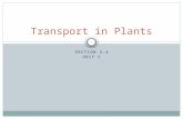 SECTION 3.4 UNIT C Transport in Plants. Objectives distinguish between cohesion and adhesion, giving examples describe water transport from root to leaf.