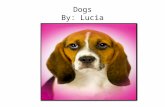 Dogs By: Lucia. Table of Contents Introduction…………………………………Page 3 Chapter1:What Is A Dog……………….Page 4 Chapter2:Feeding Your Dog………….Page