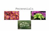Perennials. Canna x generalis Canna Perennial Flower- all colors; up to 4” blooms all summer Fruit- seed pod in fall Leaf- up to 2’, lance shaped Height-