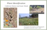 Plant Identification California Natives and Exotic Weeds Powerpoint Presentation and Photographs by Barbara Eisenstein, June 3, 2003.