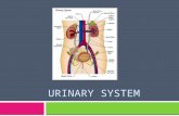 URINARY SYSTEM. Introduction  Consists of the kidneys, ureters, urinary bladder, and urethra  Kidneys: high of the posterior wall of abdominal cavity.