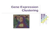 Gene Expression Clustering. The Main Goal Gain insight into the gene’s function. Using: Sequence Transcription levels.