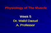 Physiology of The Muscle Week 5 Dr. Walid Daoud A. Professor.